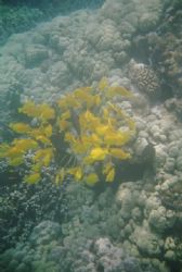 Kealakekua Yellow Tangs July05. ReefMaster film camera. by Bill Arle 